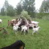 молоко от нубийских коз  в Дзержинске 4