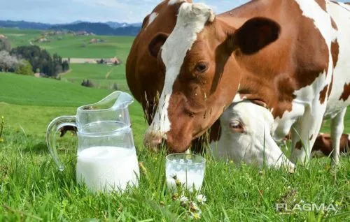 фотография продукта Сырое молоко 