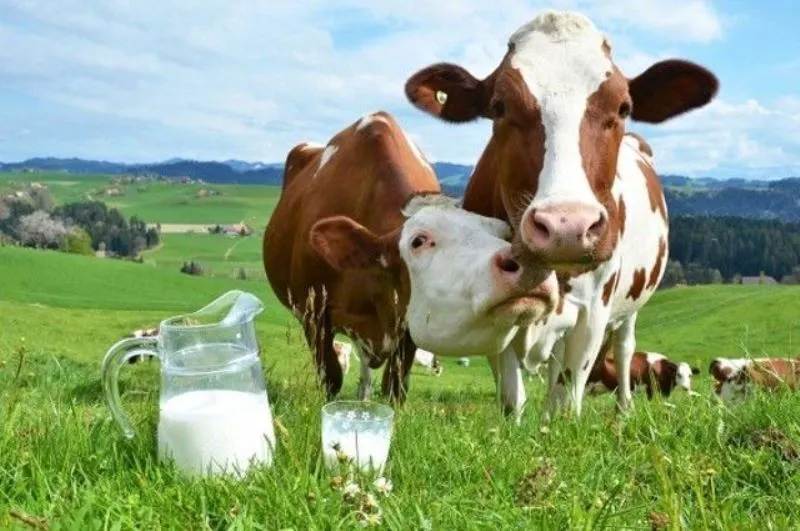 фотография продукта Молоко коровье сырое оптом