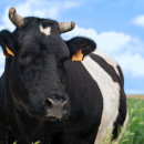 Ивановский СПК «Рассвет» запустит ферму на 400 коров с доильным залом в начале 2022 года