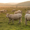 Поголовье молочных коров в новосибирском предприятии «ЭкоНивы» составляет более 17 тысяч голов – Евгений Лещенко