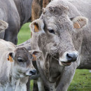 Россельхознадзор отмечает серьезное снижение доли некачественной продукции за 4 года на молочном и мясном рынках
