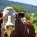 Башкирское сельхозпредприятие купило материал для искусственного осеменения крупного рогатого скота – Россельхознадзор