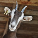 Почему козы скрипят зубами – 3 самые опасные причины