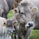 По итогам 2021 года в Белоруссии произведено более 7,5 млн тонн молока – Минсельхозпрода