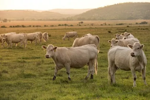 Союзмолоко просит вывести животноводство из-под регулирования закона о парниковых газах 