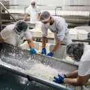 «ЭкоНива» вышла на производство свыше 100 тысяч тонн молока в месяц