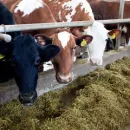 Агросила вошла в топ-30 крупнейших производителей молока