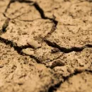 Засуха в Европе скажется на урожае масличных и надоях молока