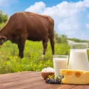 Новую молочно-товарную ферму на 400 голов запустят в Тайыншинском районе Казахстана