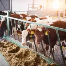 Белоруссия: "Желудокский агрокомплекс" запустил крупную молочную ферму