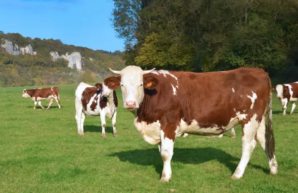 В Европе создали инструмент для оценки рисков заноса болезней скота 