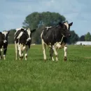 «Агроэкспорт»: Поголовье мясных и молочных коров в Новой Зеландии будет сокращаться