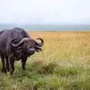 «КМК «Надеждинский» до конца года завершит проект по созданию буйволиной фермы на 240 голов