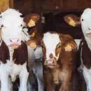 В Татарстане начали применять ЭКО коров