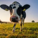 Дмитрий Патрушев: Россия произведет больше молока, скота и птицы в 2022 году