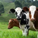 Белоруссия: Два предприятия в Витебской области экспортировали мясо-молочную продукцию по заниженным ценам