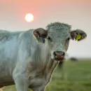Агрохолдинг "Сибирское молоко" построит ферму за 650 млн рублей