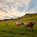 Регионы РФ помогают Кыргызстану возрождать племенное животноводство