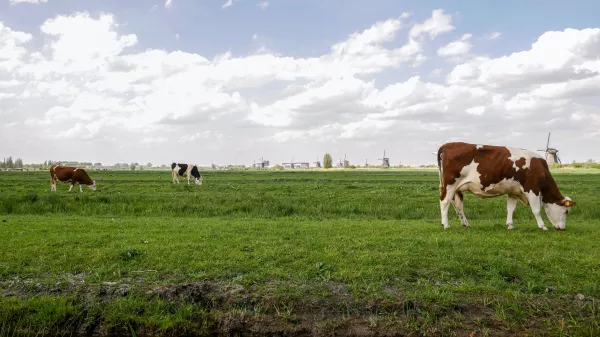 «Агроэкспорт»: За пять лет производство молока в Алжире сократилось на 8,8%