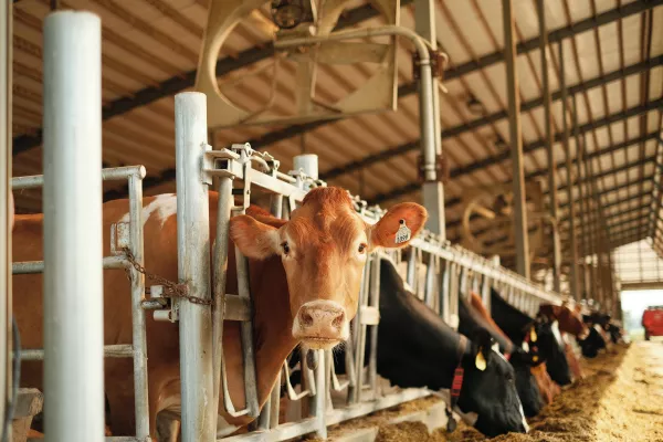 ЗАО «Глинки» построит молочную ферму на 900 голов