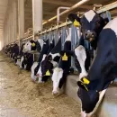 Костромская молочная ферма «Латышово» получило грант на приобретение оборудования