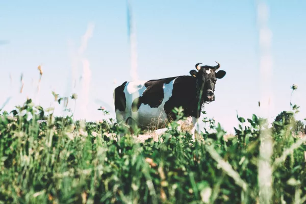 Костанайская область Казахстана будет перенимать опыт молочного животноводства СКО