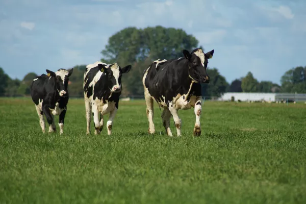 С 2024 года Минсельхоз планирует субсидировать капзатраты только крупным молочным хозяйствам