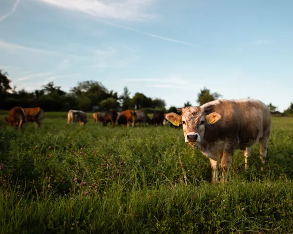 В Чувашской Республике с помощью ФГИС «Меркурий» выявлена фантомная площадка по обороту животноводческой продукции
