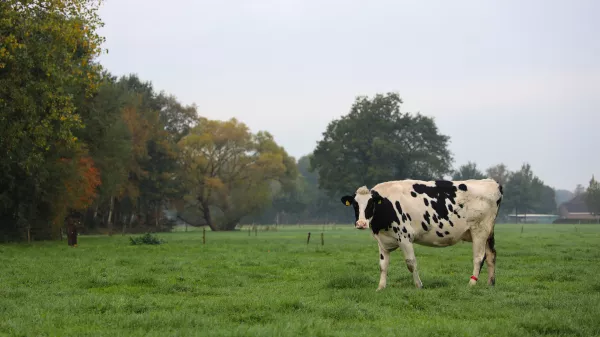 Корова голштино-фризской породы установила новый национальный молочный рекорд в Индии