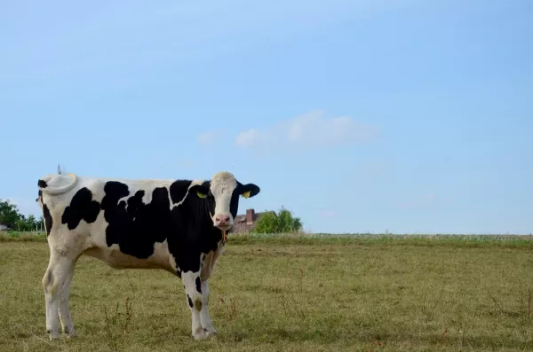 Россельхознадзор признал недействительными 33 декларации на молочную и мясную продукцию, зарегистрированные в Мордовии