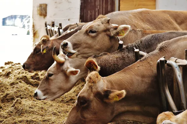 Фермы нового поколения дают «живое» молоко, а комбикорм с наножелезом — прибавление веса