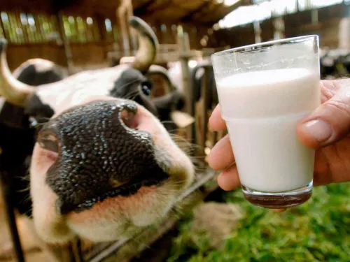 фотография продукта КУПИМ Коровье сырое молоко