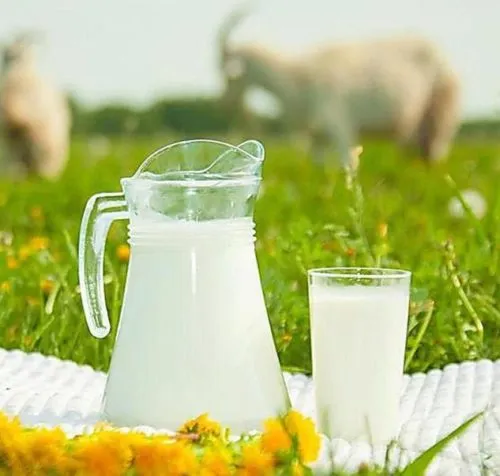 фотография продукта сырое козье молоко