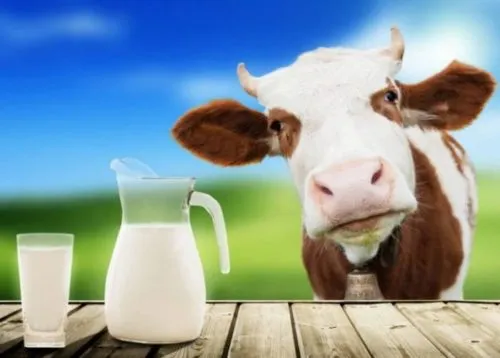фотография продукта молоко сырое