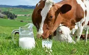 фотография продукта Купим молоко сырое коровье в объеме