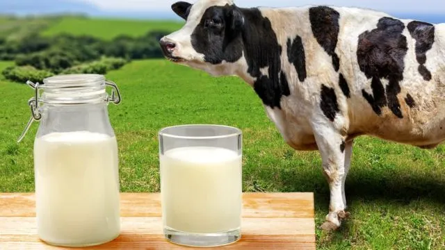 фотография продукта Молоко сырое опт