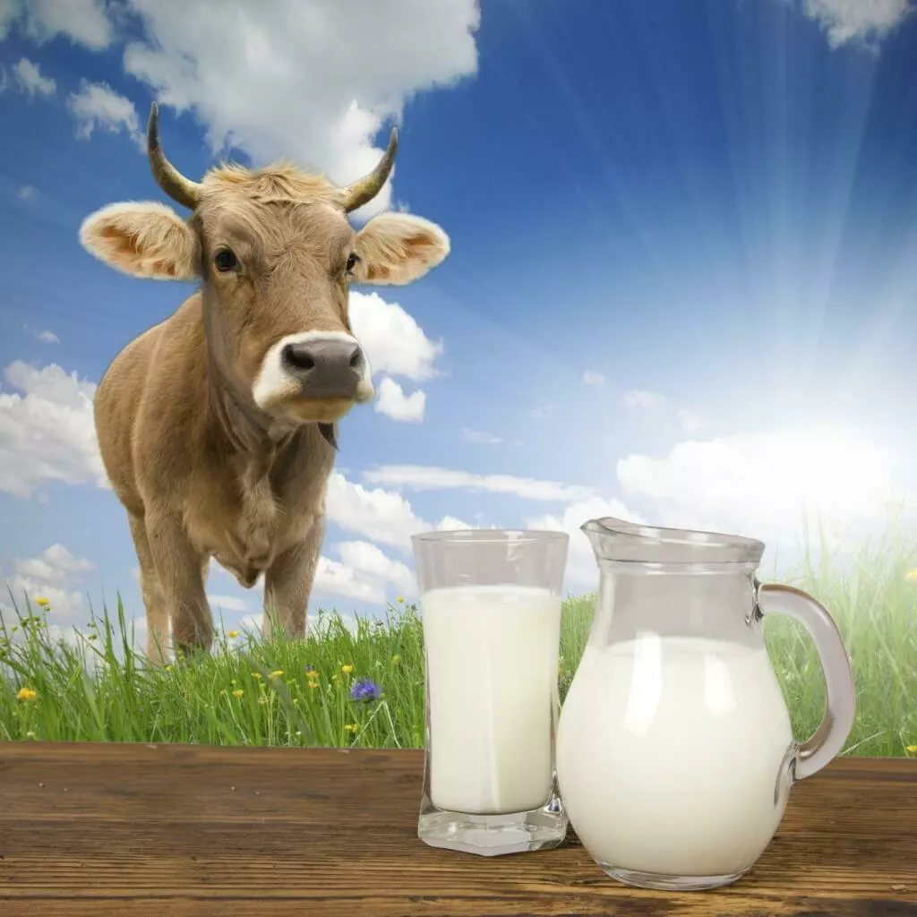 фотография продукта Молоко коровье, буйволиное 